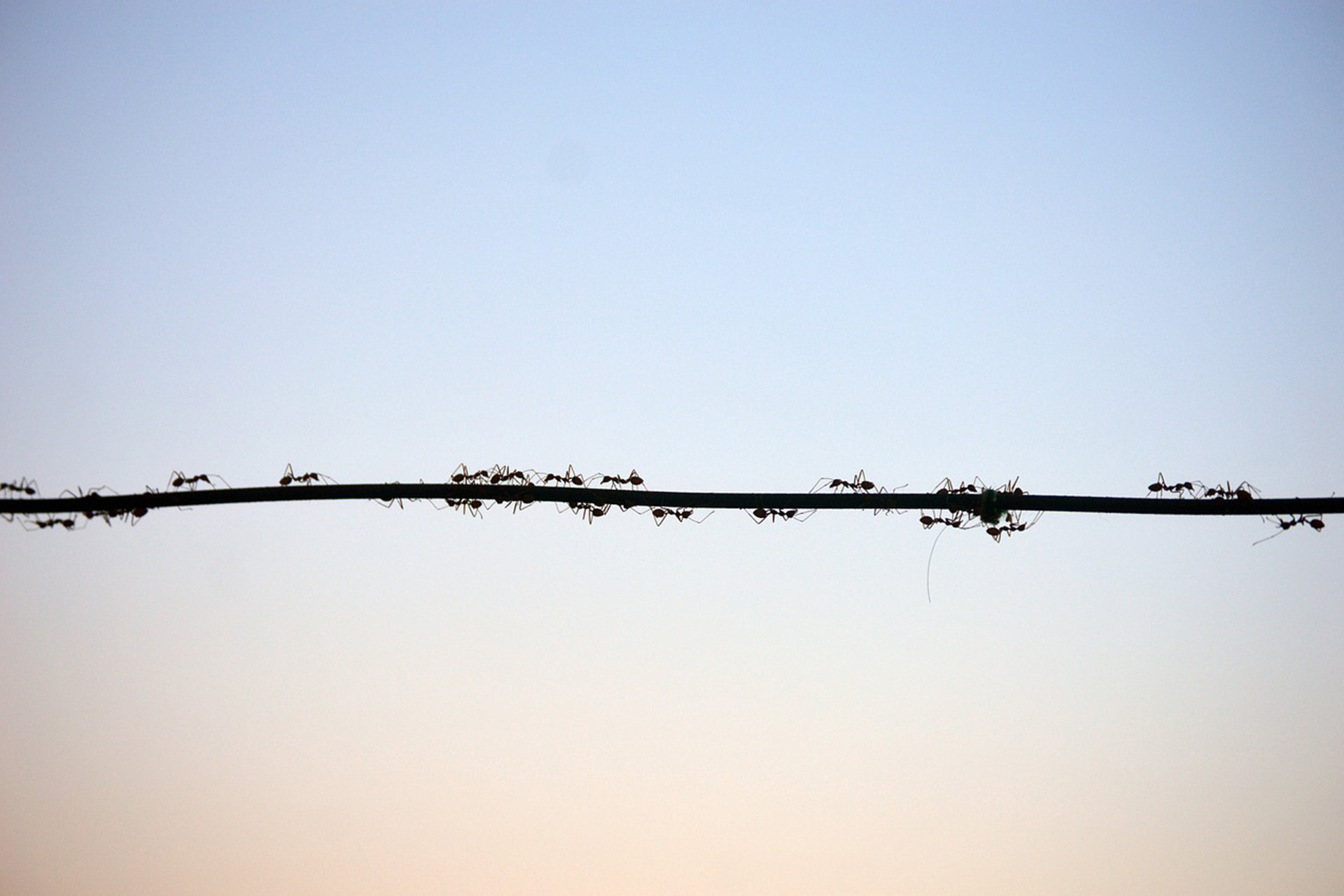 Comment les fourmis m'ont sauvé la vie_libre de droit_1920x1280